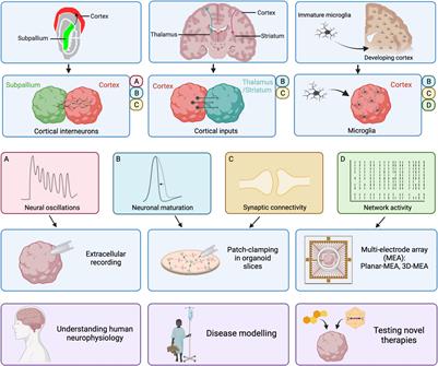 Electrophysiological Properties of Human Cortical Organoids: Current State of the Art and Future Directions